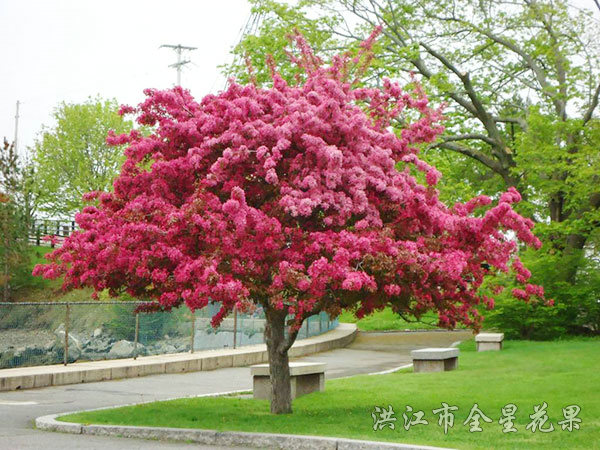 路邊的海棠花